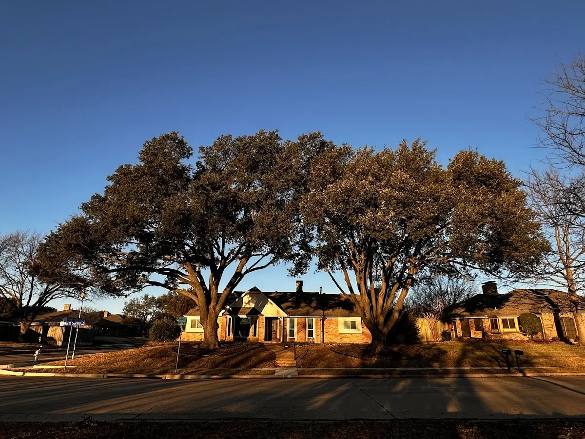 Established residential canopy tree shading a home in Cerulean